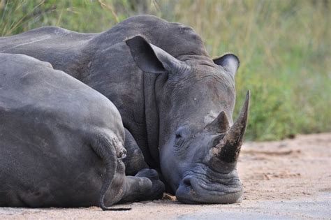 Rangers Kill Suspected Rhino Poachers In South Africa's Kruger National ...