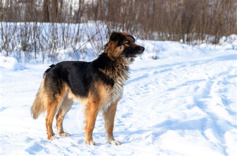 German Shepherd-Irish Setter Mix: A Special Blend