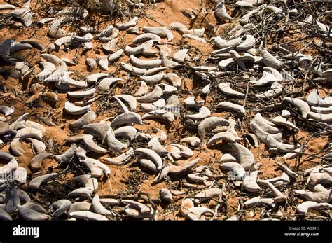 Camel thorn seeds Namibia Stock Photo - Alamy