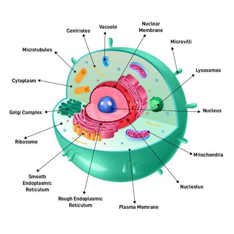 Animal Cell - Structure, Types, Functions, Examples and FAQs