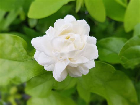 Jasmine | Description, Major Species, & Facts | Britannica