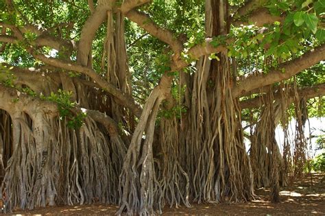 The Banyan Tree | A World Of Its Own | Rachnakar