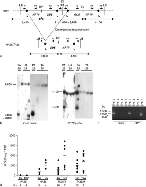 Transgene Expression in Plants, Control of | SpringerLink