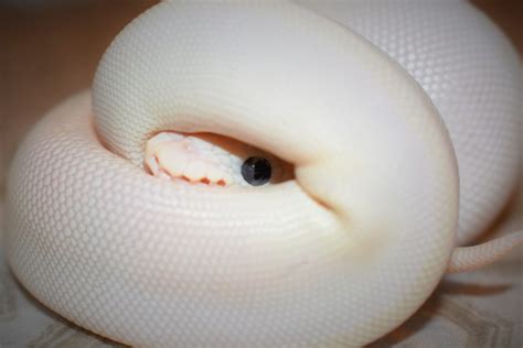 Blue Eyed Leucistic Ball Python Morph (9 Stunning Pictures)