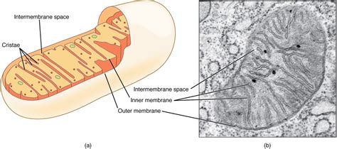 Mitochondria Facts and Disease: DNA Outside the Nucleus - Owlcation