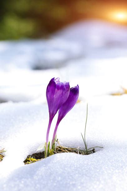 Best Crocus In Snow Stock Photos, Pictures & Royalty-Free Images - iStock