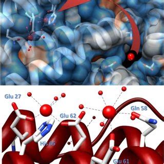 UV-visible spectra of proteins (H-apoferritin and lactoferrin) before ...