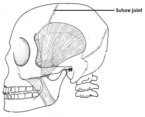 Immovable joints / fixed joints - reviseug.com