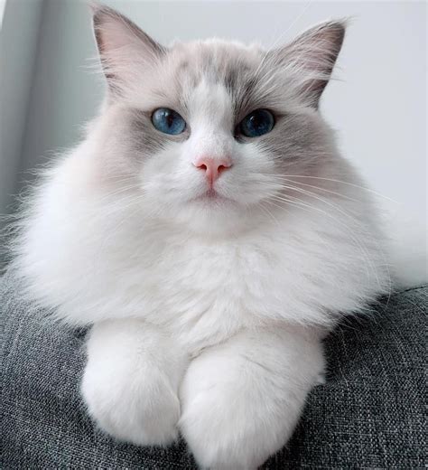 11 Cute Pictures of Ragdoll Cats