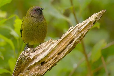 bellbird, New Zealand