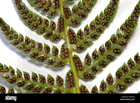 Fern Seeds Stock Photos & Fern Seeds Stock Images - Alamy