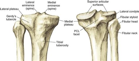 Intercondylar Eminence