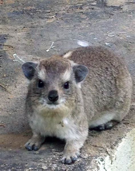 Rock Hyrax | Animated animals, Animals, Animal paintings