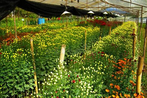 Flower Farm Nursery in Green House Stock Photo - Image of implant ...