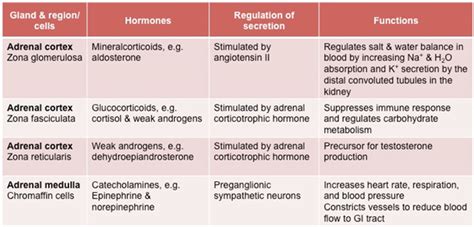 Adrenal glands hormones - xaserindex