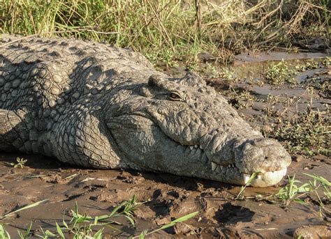 Gustave, the Demonic, Bullet-proof Crocodile - Chronically Crafting Store