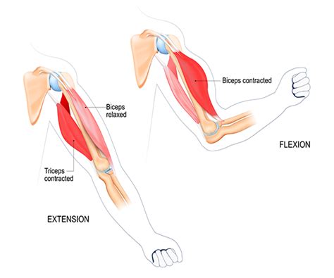 Arm Muscles: Anatomy & Function of Biceps, Triceps, Forearms | BODi