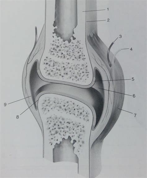 Synovial Joint (Diarthrosis): Definition, Types, Structure,, 42% OFF