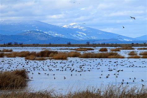 Climate Change Solutions: Wetlands Are More Powerful In Fighting ...