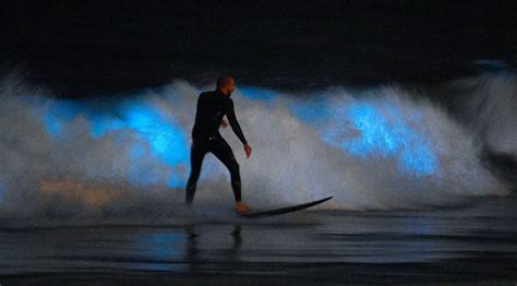 Bioluminescent Waves Draw Crowds to California Beaches | Gizmodo UK