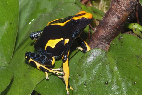 Dendrobates tinctorius - Frogs & Co