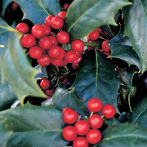 7 Gal - Ilex Robin - (Ilex hybrid 'Conin' PP9486) - Evergreen Shrub ...