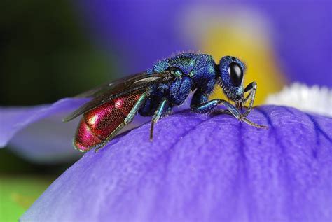 Cuckoo wasp Photograph by Science Photo Library - Pixels