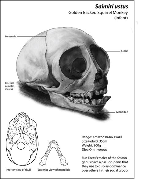 Saimiri ustus | MyFolio | Skull, Squirrel monkey, Cleveland museum