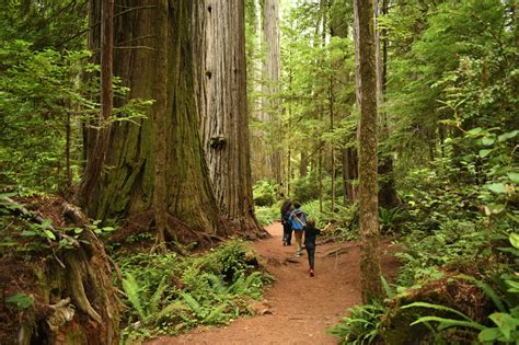 12 Best Hikes in Redwood National Park (+ 2 Nearby Gems)