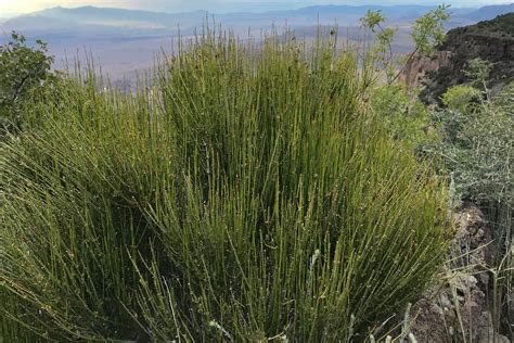 Mormon Tea - Grand Canyon-Parashant National Monument (U.S. National ...