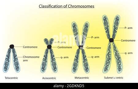 telocentric chromosomes, classification of short armed chromosome ...