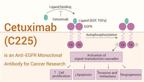 Cetuximab (C225) is an Anti-EGFR Monoclonal Antibody for Cancer ...