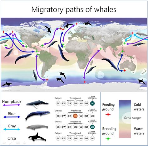 Traversing the endless blue: The Adventurous voyages of whales