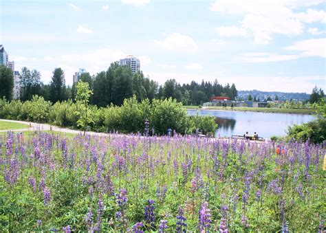 Coquitlam Town Centre Park - Connect Landscape Architecture