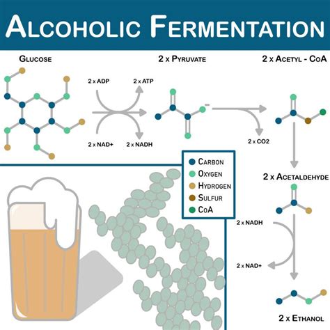 The fermentation process of alcohol - The Pitt News