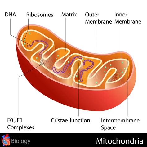 Mitocondri illustrazione vettoriale. Illustrazione di schema - 31606337