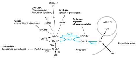 IJMS | Free Full-Text | Defects in Galactose Metabolism and ...