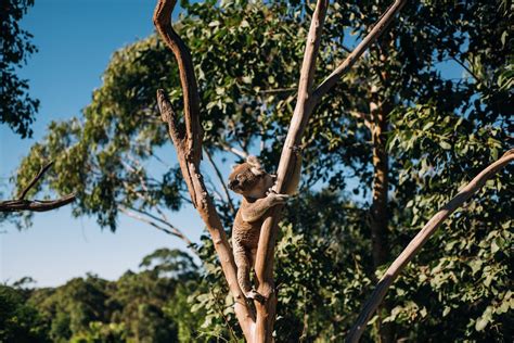 Koala Climbing on a Tree Trunk on a Garden · Free Stock Photo