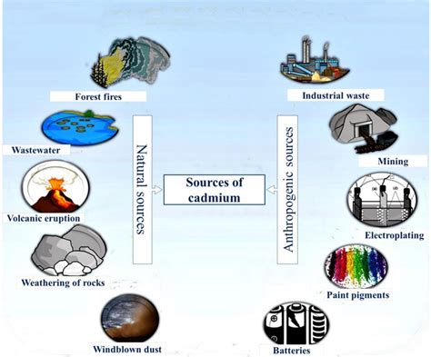 Frontiers | Cadmium Phytotoxicity, Tolerance, and Advanced Remediation ...