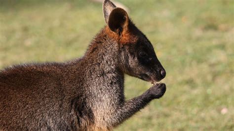 Wallabies at Yorkshire Wildlife Park