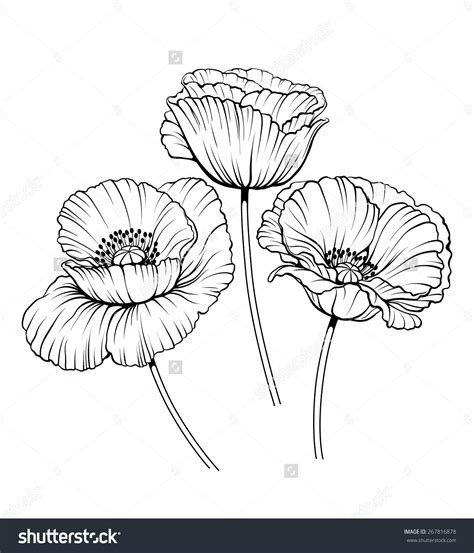 Poppy drawing, Poppy flower tattoo, Poppies tattoo