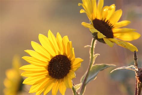 Kids, Cows and Grass: Fall wildflowers on the Prairie