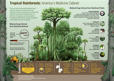 Tropical Rainforest Climate Description