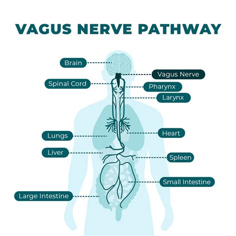 What Happens in Vagus: How the Vagus Nerve Affects Your Health ...