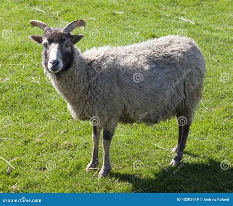 North Ronaldsay Sheep stock image. Image of animal, breed - 40205649