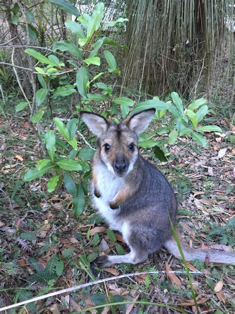 This baby rock wallaby hopped into our campsite. So friendly and ate ...