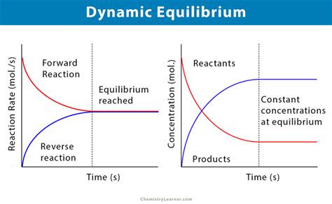 Dynamic Equilibrium: Definition and Examples