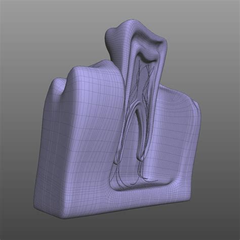 Human Tooth Anatomy - 3D Model by BlueLou