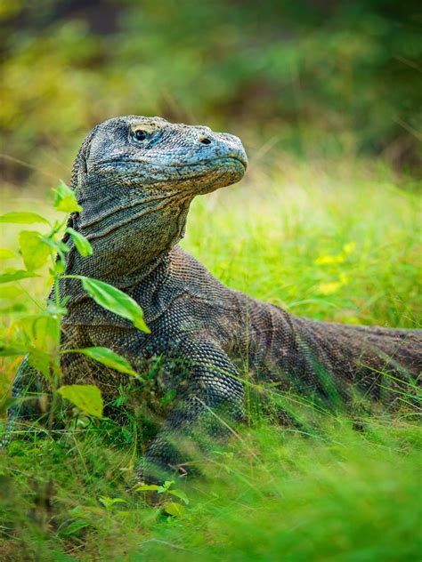 Enter the dragon: exploring Komodo National Park’s wild attractions ...