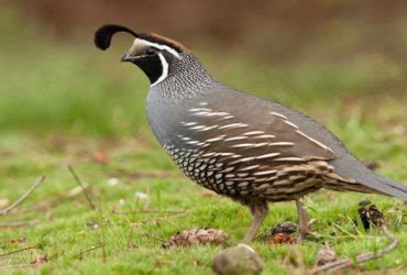 Wild Quail Hunt - Texas Quail Hunting